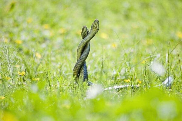 Jeux de mariage de deux serpents