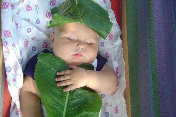 Bébé endormi sous les feuilles de chou