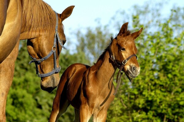 Golden foal with mom in nature