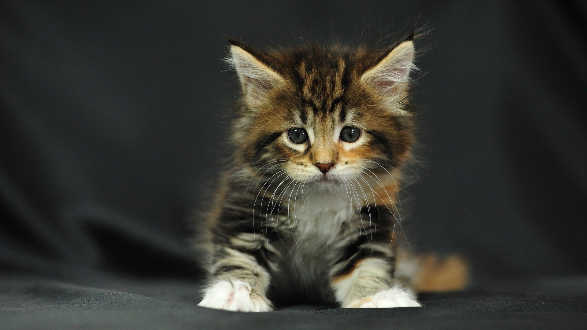 gatti gatto carino gattino animale domestico mammifero ritratto divertente animale occhio pelliccia dispositivo