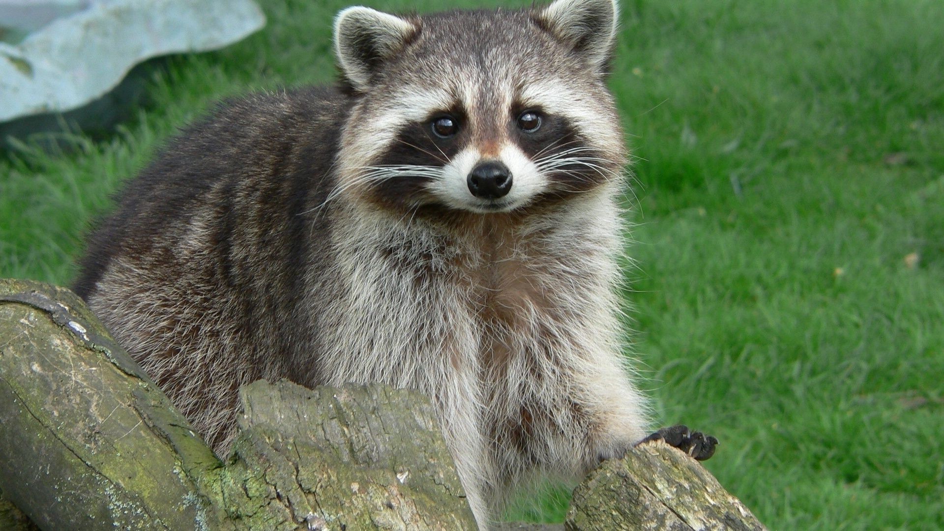 animais mamífero vida selvagem animal natureza pele fofa selvagem grama jardim zoológico retrato ver