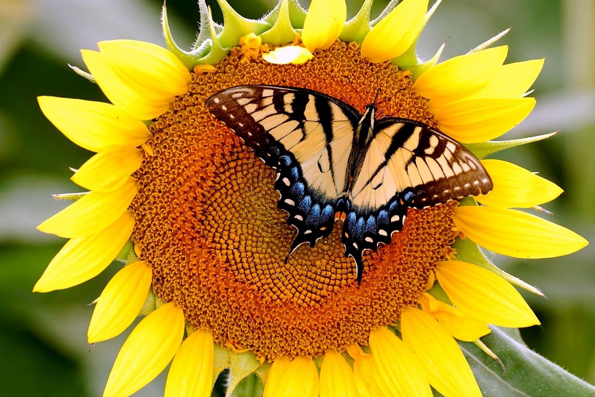 flowers nature flora flower summer petal garden insect leaf sunflower bright close-up pollen beautiful floral blooming color