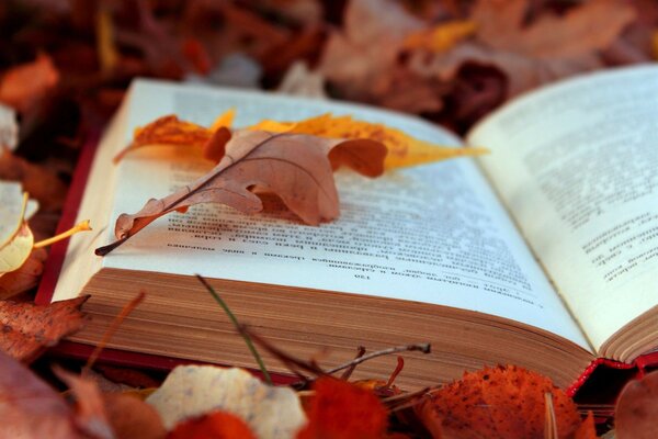 Hoja de otoño en la página del libro abierto