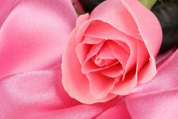 Hermosa rosa en tonos rosados