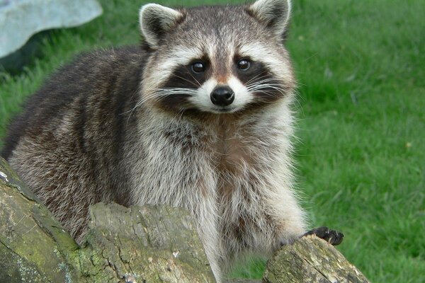 Wilder Waschbär im Hintergrund der Natur