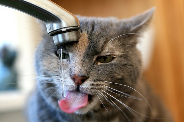 Cat drinks from the tap