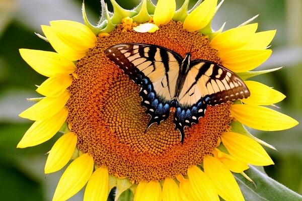 Brown Butterfly on a yellow sunflower