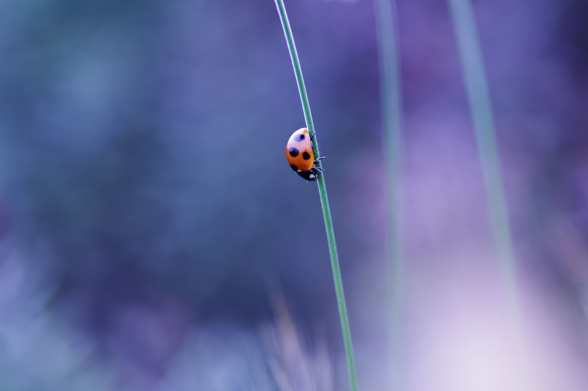 insects insect nature ladybug blur color beetle flora biology