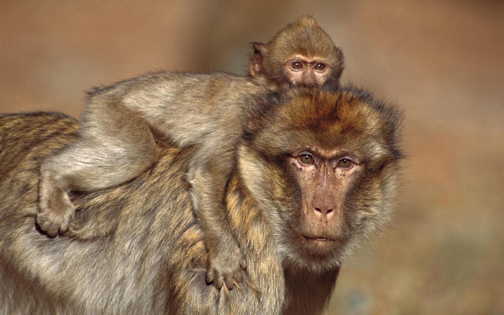 naczelne ssak dzika przyroda małpa prymas zwierzę słodkie dziki natura portret futro zoo dziecko kłuć