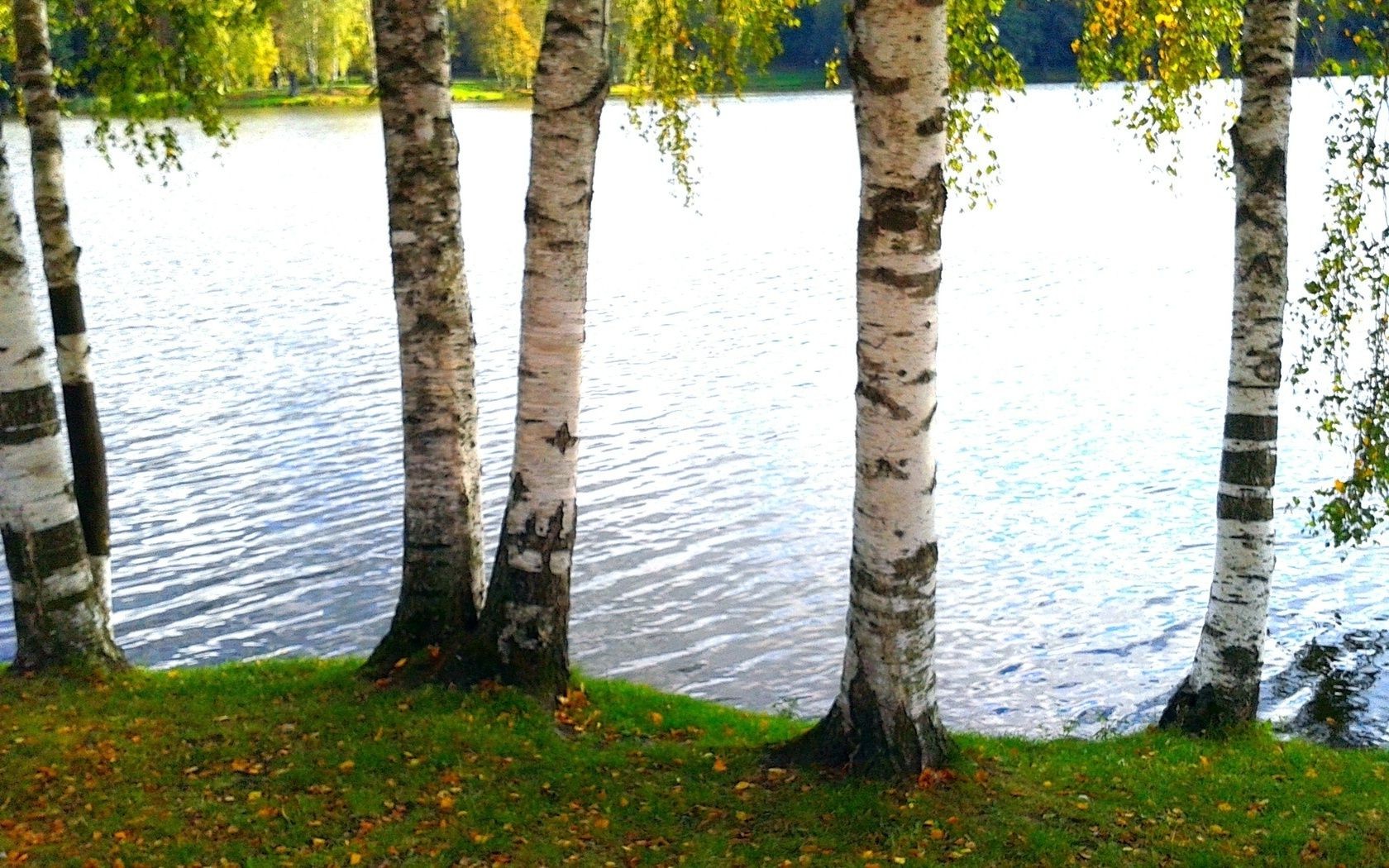 lago legno natura albero foglia parco paesaggio betulla all aperto autunno acqua stagione estate bel tempo flora erba