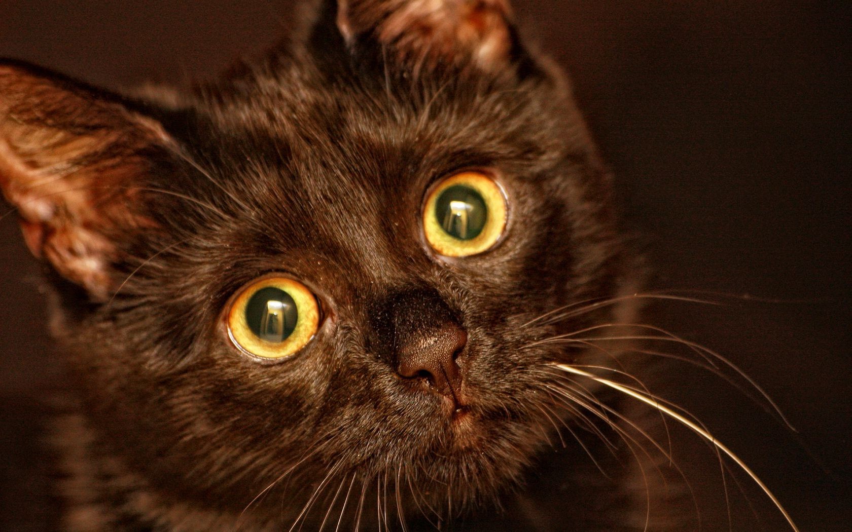 katze katze porträt haustier tier auge niedlich säugetier kätzchen inländische fell kopf haar ein schnurrbart vorschau