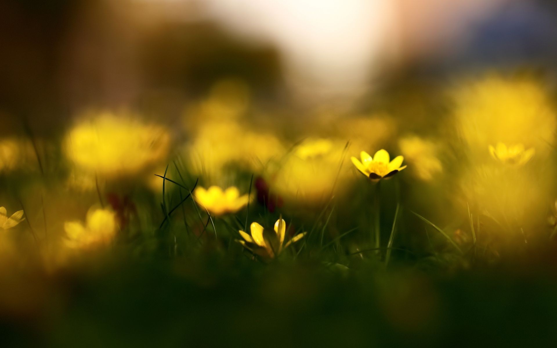 çiçekler çimen doğa alan saman çiçek güneş yaz bahçe flora güzel hava büyüme parlak bulanıklık renk sezon kırsal dof yaprak ışık çim