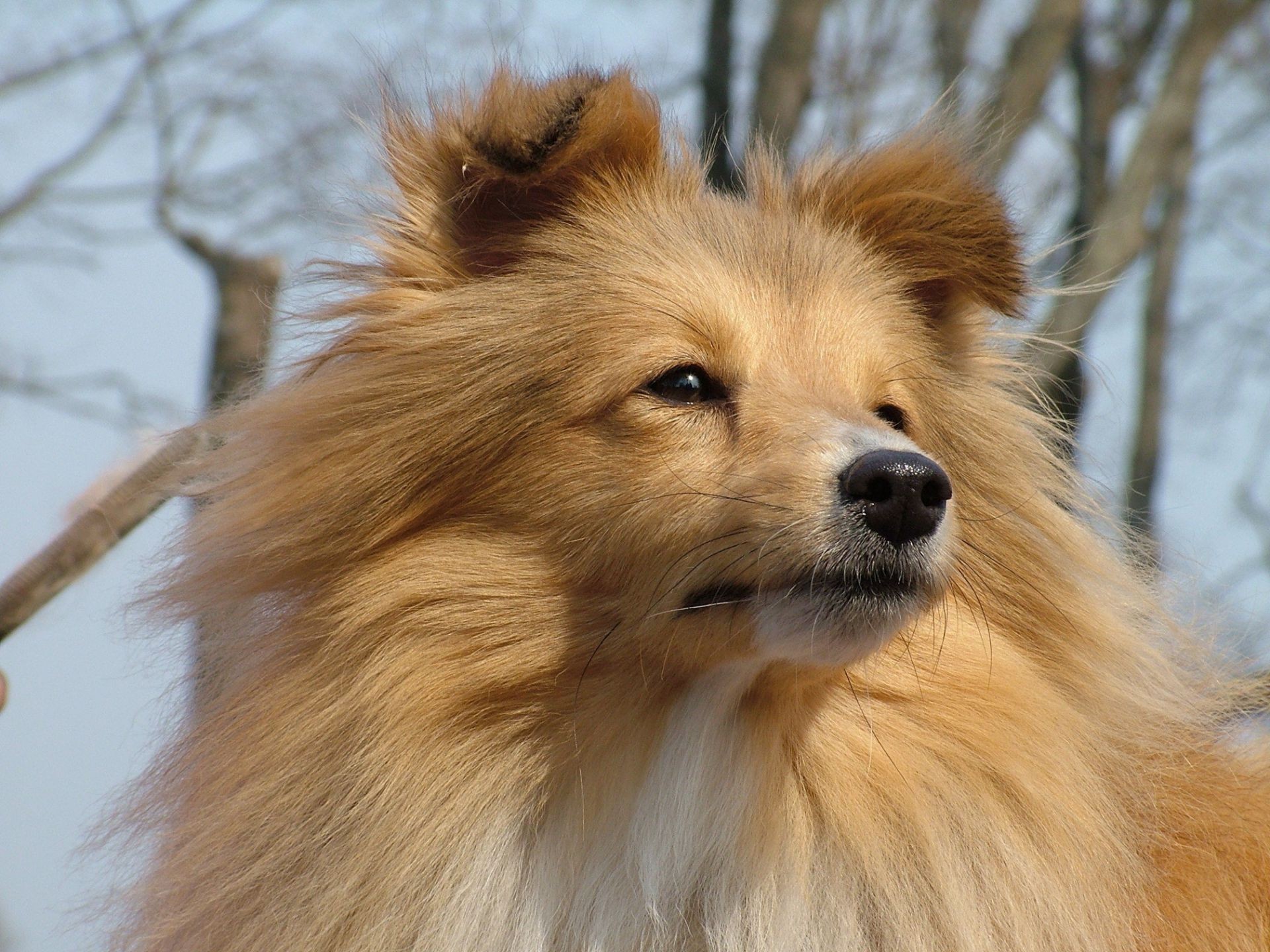 cane mammifero cane ritratto canino animale animale domestico pelliccia carino spitz inverno