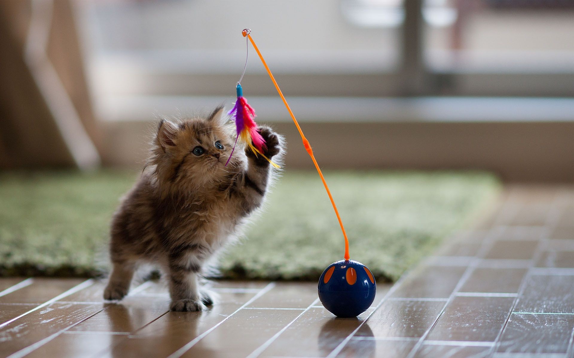 gatos retrato fofa gato animal de estimação sozinho pequeno mamífero jovem engraçado