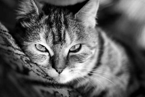 Portrait of a cat lying on the carpet