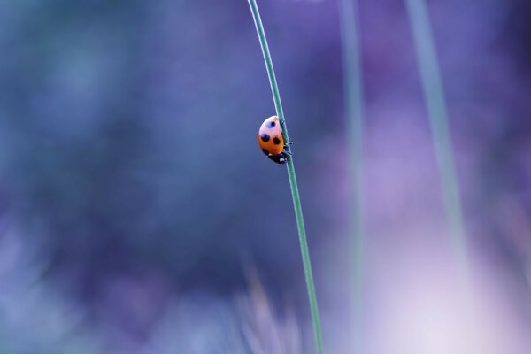 Fond de ciel bleu coccinelle