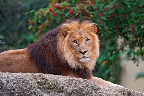 Bella immagine del re della fauna selvatica