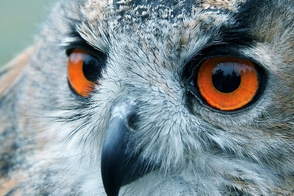 Vogel mit roten Augen in freier Wildbahn