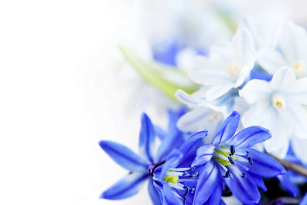 Blumen Blätter blaue Blumen hd 8. März