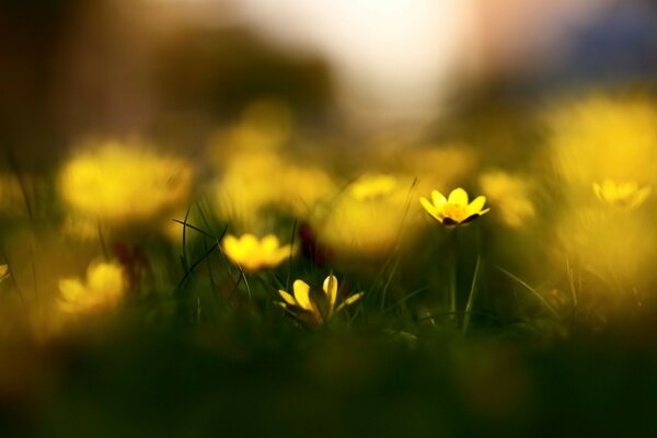 Campo de flores amarelas em BlurE