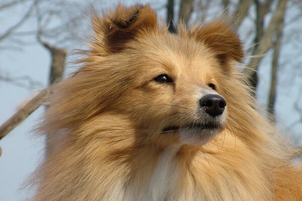 Perro de pelo largo de color rojo