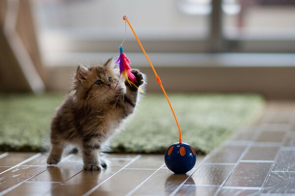 Cute fluffy cat playing with a feather