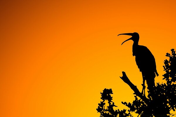 L oiseau convoque ses compagnons