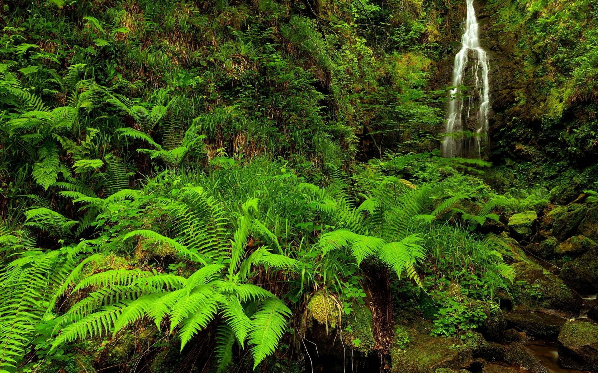 fiumi stagni e torrenti stagni e torrenti fern legno natura foglia foresta pluviale paesaggio lussureggiante ambiente all aperto flora albero selvaggio acqua parco scenico muschio tropicale estate