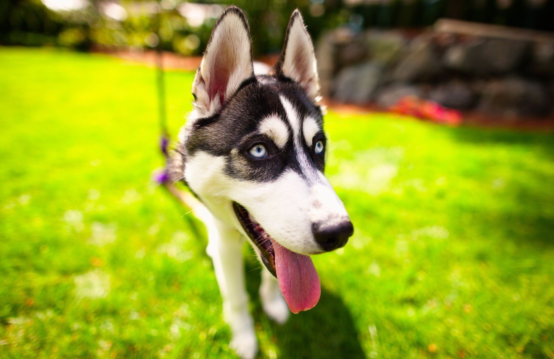 cães cão grama animal natureza fofa retrato mamífero animal de estimação cinegrafista jovem verão ao ar livre olho