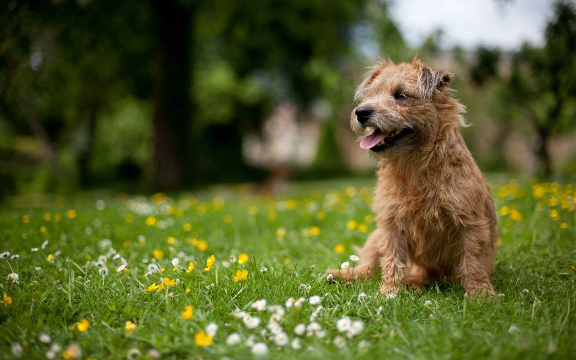 perros hierba perro campo naturaleza mamífero heno animal verano lindo mascota al aire libre retrato parque flor pequeño perro cachorro césped