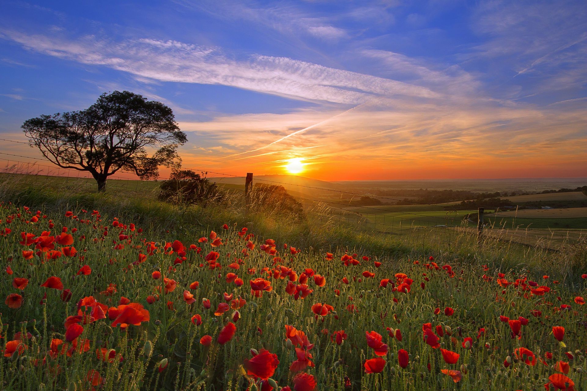 the sunset and sunrise poppy flower landscape field rural nature countryside sun dawn sky hayfield outdoors grassland grass agriculture summer fair weather sunset country