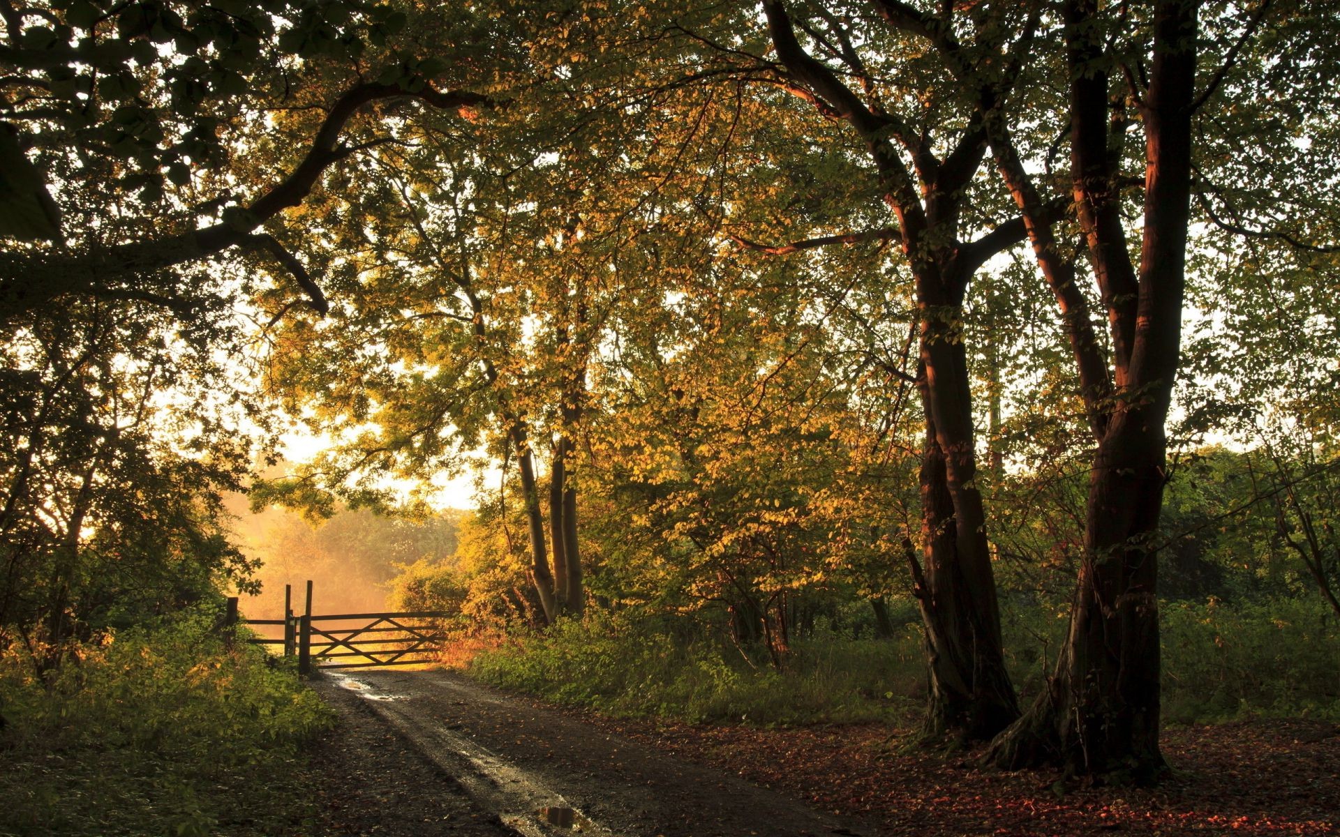 otoño árbol madera otoño hoja paisaje naturaleza parque rama carretera temporada miércoles guía amanecer al aire libre buen tiempo campo escénico tronco niebla