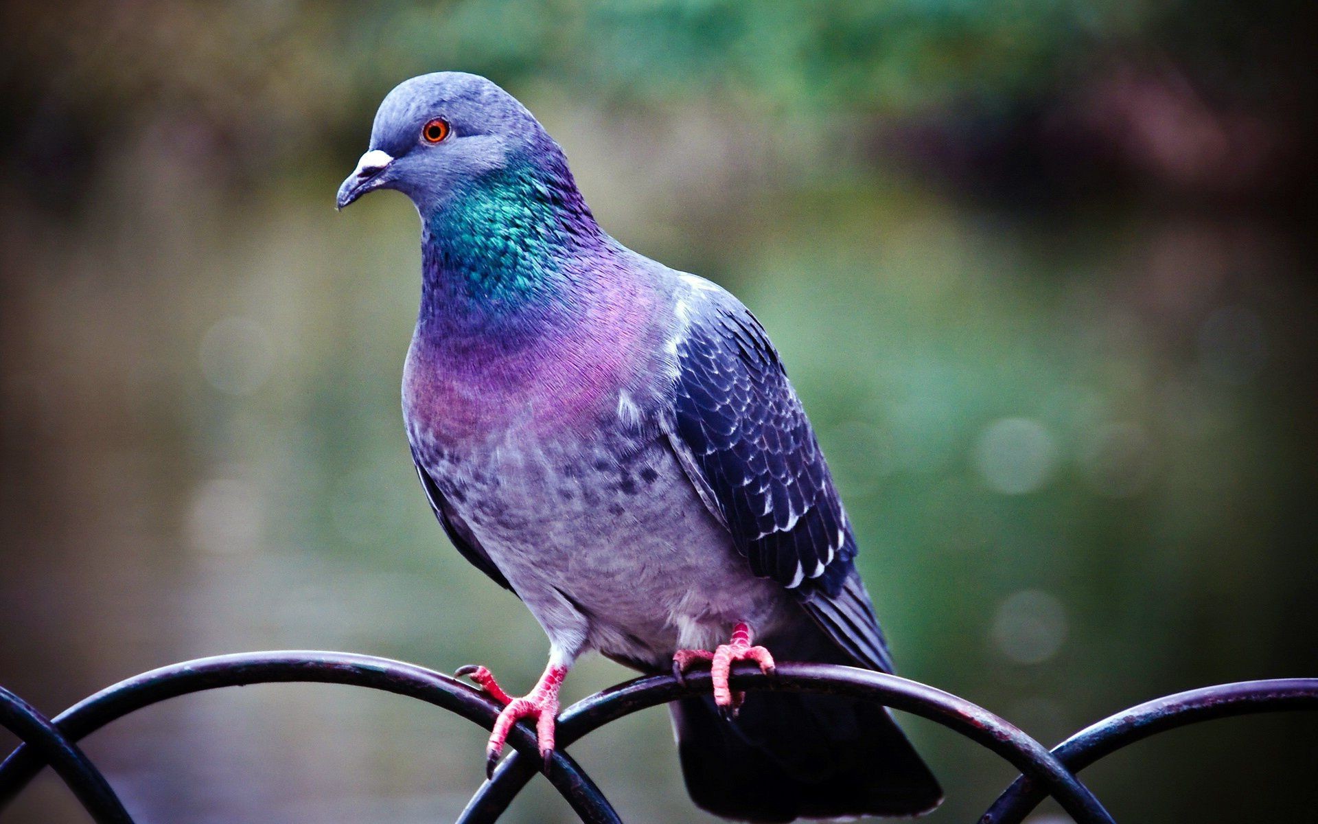 animais pássaro natureza vida selvagem pombo ao ar livre animal selvagem