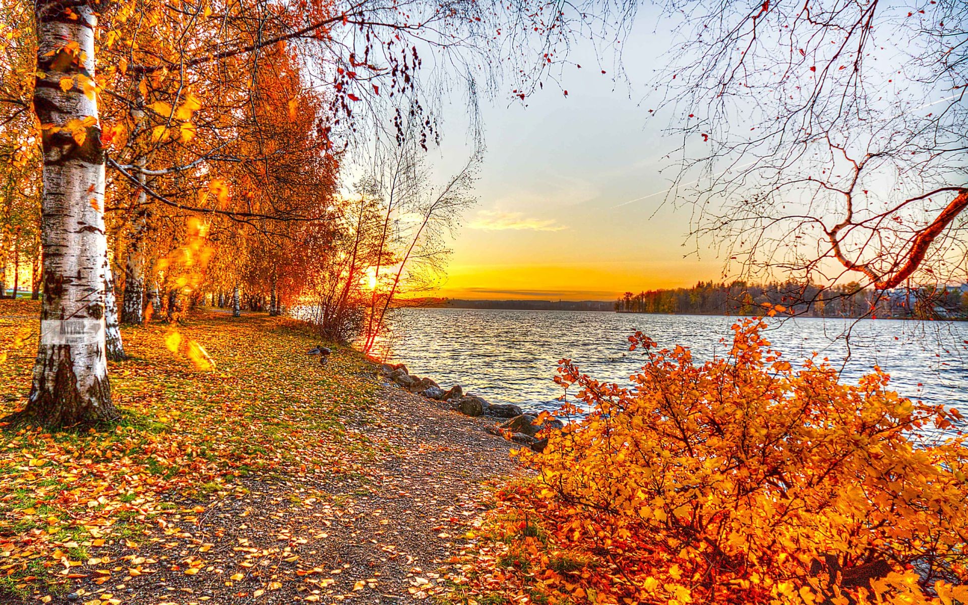 puesta de sol y amanecer otoño hoja temporada árbol arce parque paisaje naturaleza madera escénico rama oro buen tiempo escena paisaje al aire libre color