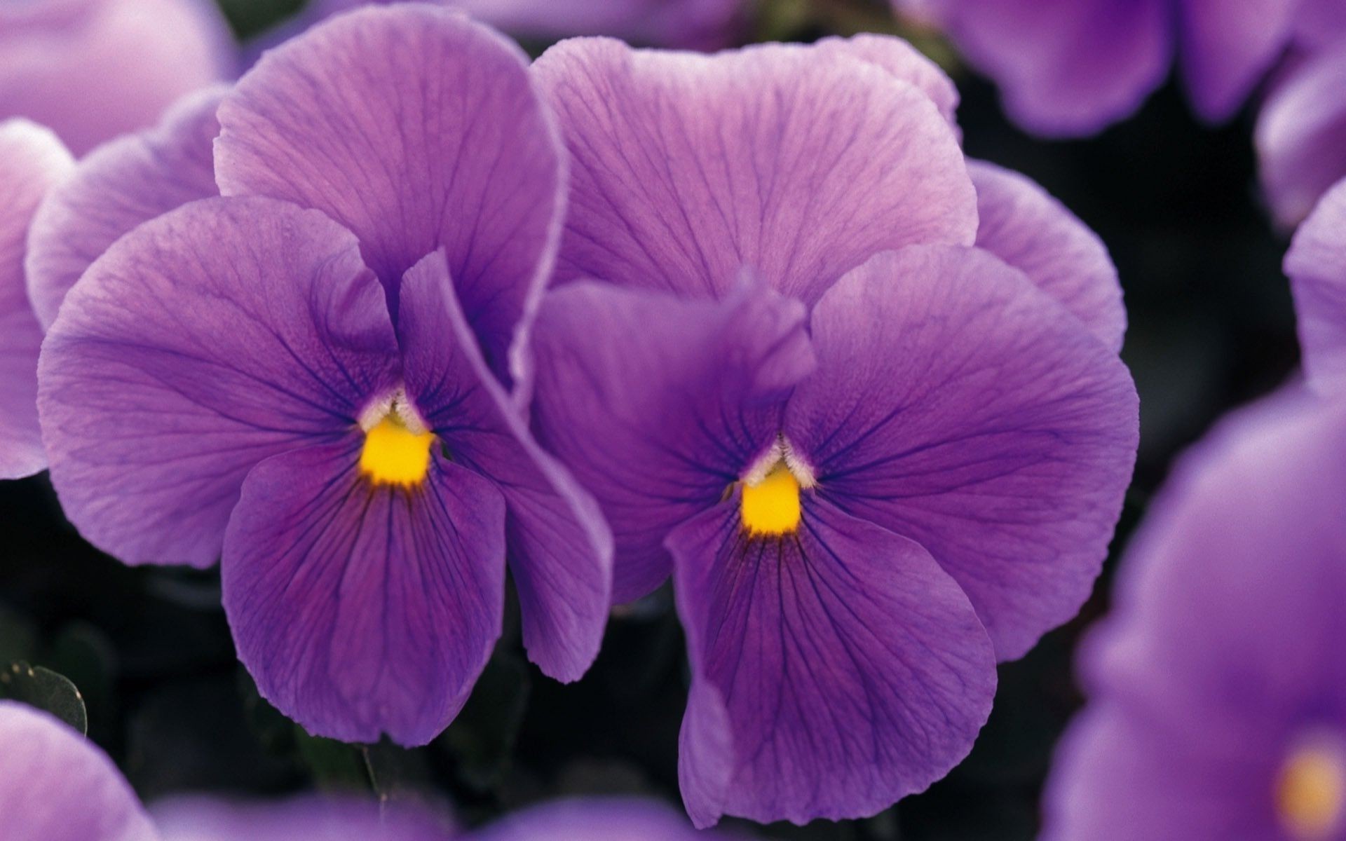 nahaufnahme blume natur farbe flora garten blühen violet blütenblatt hell