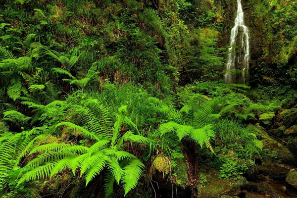 Samambaia e riacho na natureza