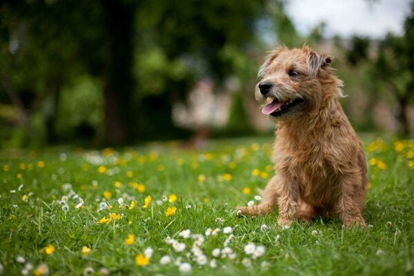 Fröhlicher Hund auf dem grünen Rasen