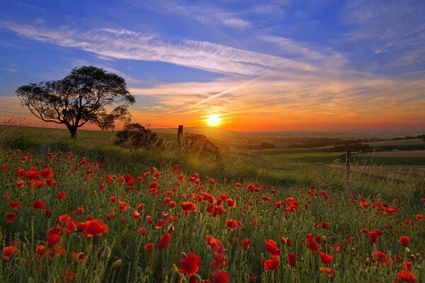 A clearing with red poppies on a sunset background