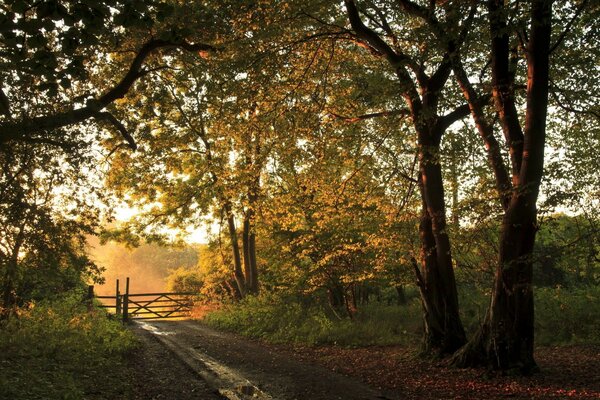 Sentiero attraverso la foresta autunnale