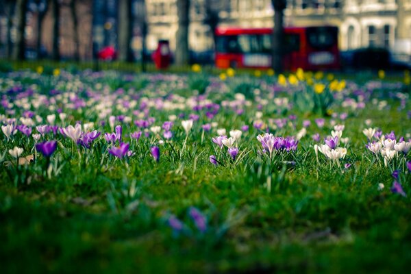 City flowers in the park, among the grass