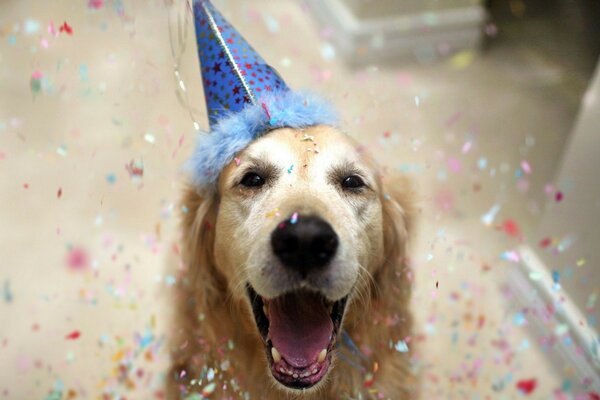 كلب لطيف في قبعة يحتفل بعيد ميلاده