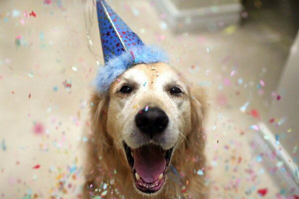 Cute dog in a hat celebrates birthday