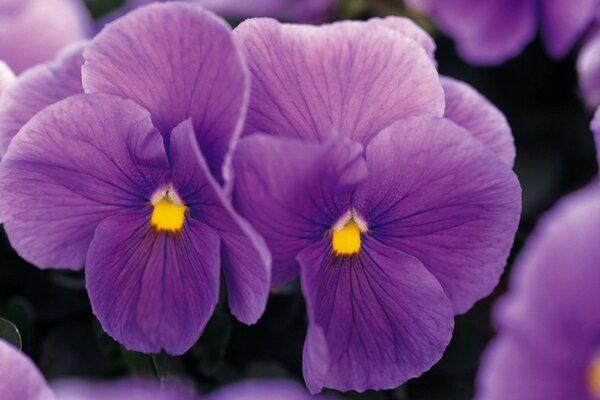 Helles Foto einer violetten Blume