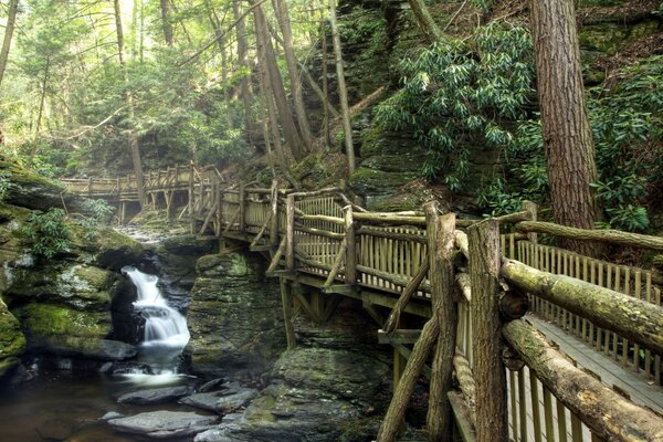 Summer morning on the bridge in the forest