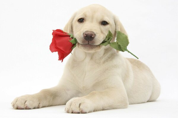 Cucciolo carino con rosa rossa