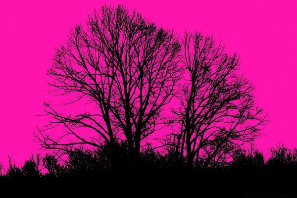 Silhouette d un arbre ramifié sur fond rouge