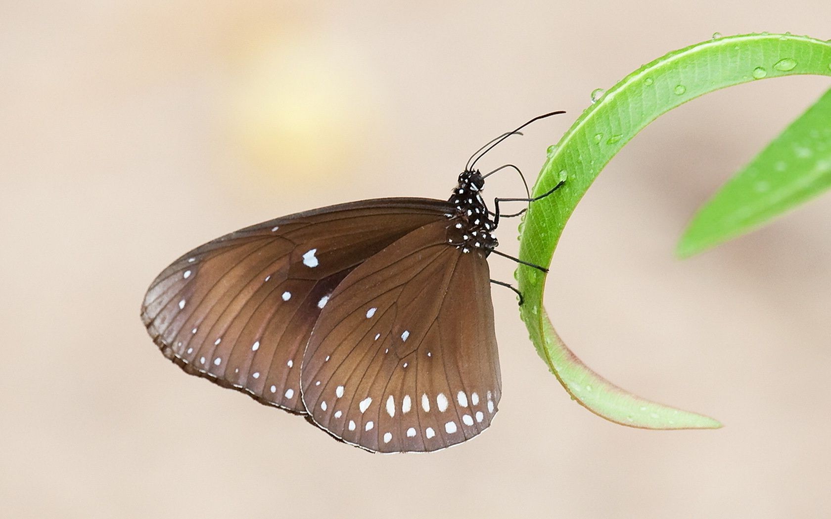 tiere schmetterling insekt natur tierwelt wirbellose sommer blatt