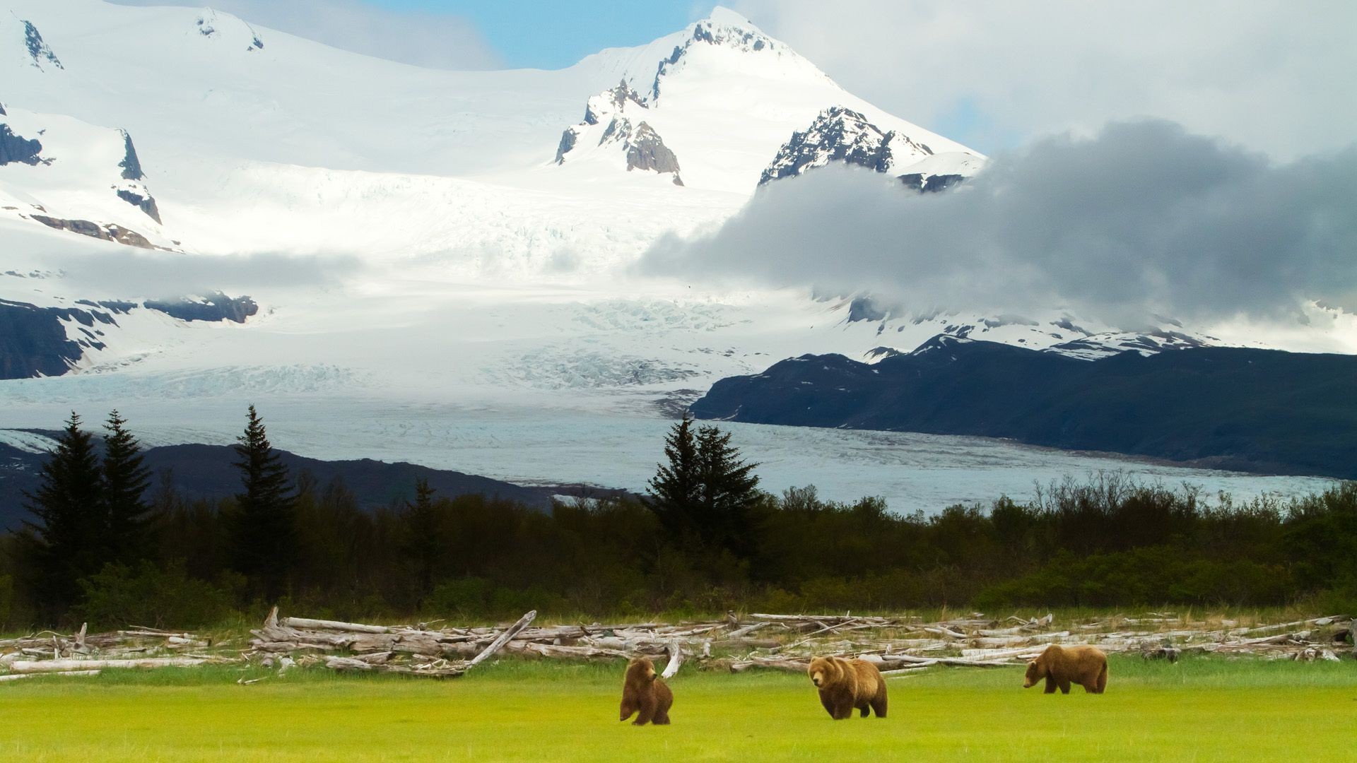 bears outdoors snow mountain landscape travel daylight nature water sky mammal cattle grass scenic