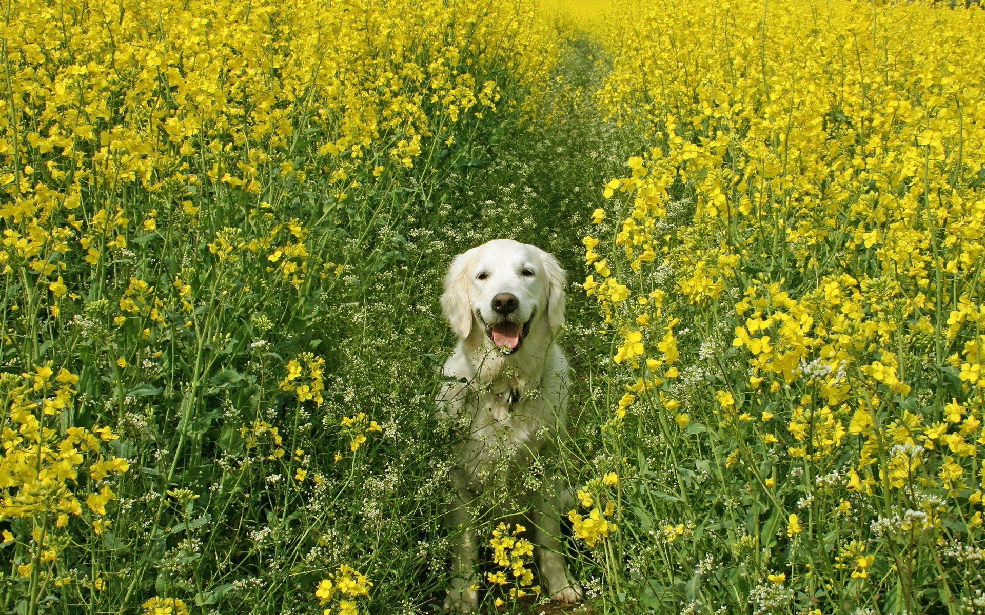 hunde feld blume heuernte landwirtschaft natur im freien gras flora landschaft ernte sommer land öl bauernhof des ländlichen raps