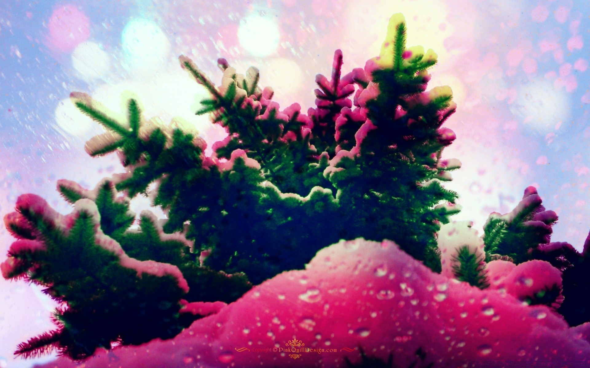 bright colors christmas tree winter celebration decoration color season underwater pine ball desktop shining nature fir